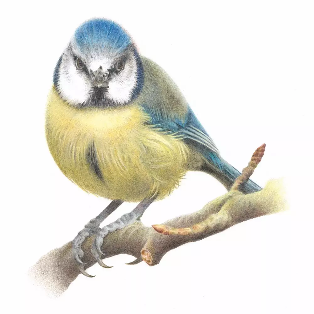 Blue Tit Coloured Pencil Illustration